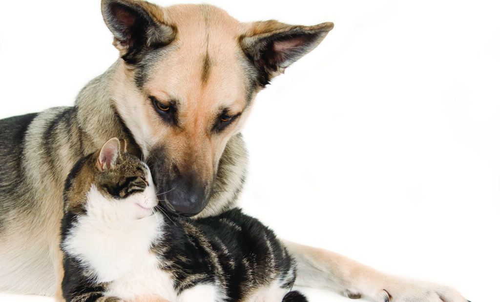 A closeup shot of a cute dog laying with a cat and isolated on white background