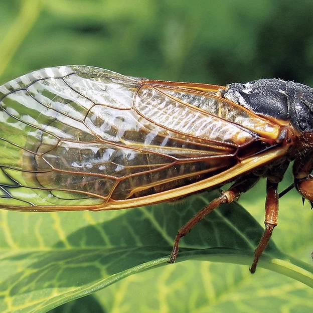 17-year-periodical-cicada_Credit_-The-Morton-Arboretum