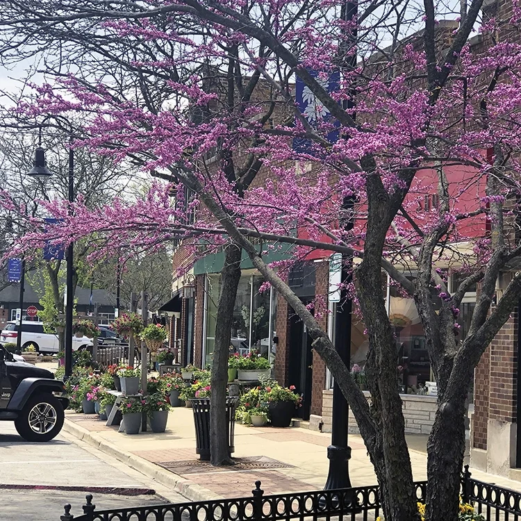 Downtown-in-Spring