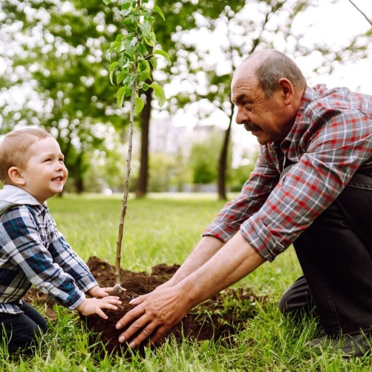 Grandfather planting tree with grandson