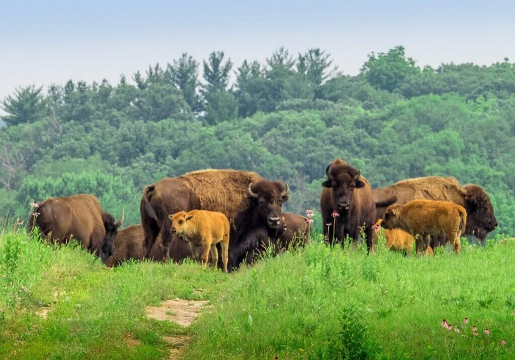 Bison roaming the Nachusa Grasslands
<br><i>Photo by Charles Larry</i>