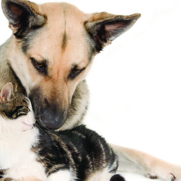 A closeup shot of a cute dog laying with a cat and isolated on white background